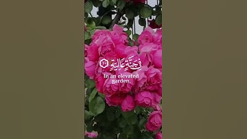 سورة الغاشية - عبدالرحمن مسعد