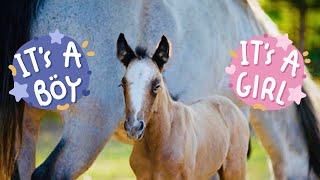 NEWBORN FOAL’S NAME & GENDER REVEAL!