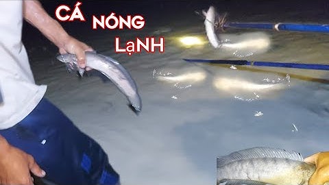 Có 1 Miếng Ruộng Nóng Lạnh Cá Lóc Cá Trê Bắt Quài Không Hết| Kích Cá Miền Tây