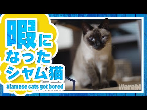 暇になったシャム猫