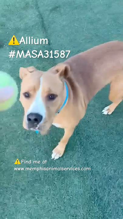 ⚠️Allium #MASA31587