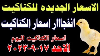 اسعار الكتاكيت البيضاء اليوم/ سعر الكتكوت الأبيض اليوم الاحد 17-9-2023 في مصر