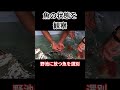 極秘！秘密の野池に魚を放流Part30 #熊本 #shorts #short