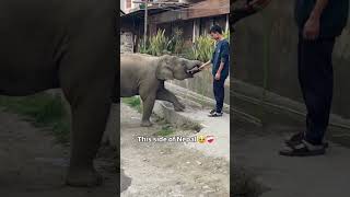This Boy Helped a Baby Elephant in the Sweetest Way