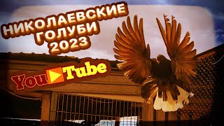 Николаевские голуби. Март 2023