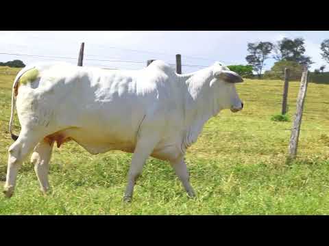 LOTE 68 NIVI 1601