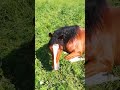 Mai 2018 - Koppel- und Trainingsspaß - Teil 1 von 3 Mai 2018 - Koppel- und Trainingsspaß - Teil 1 von 3