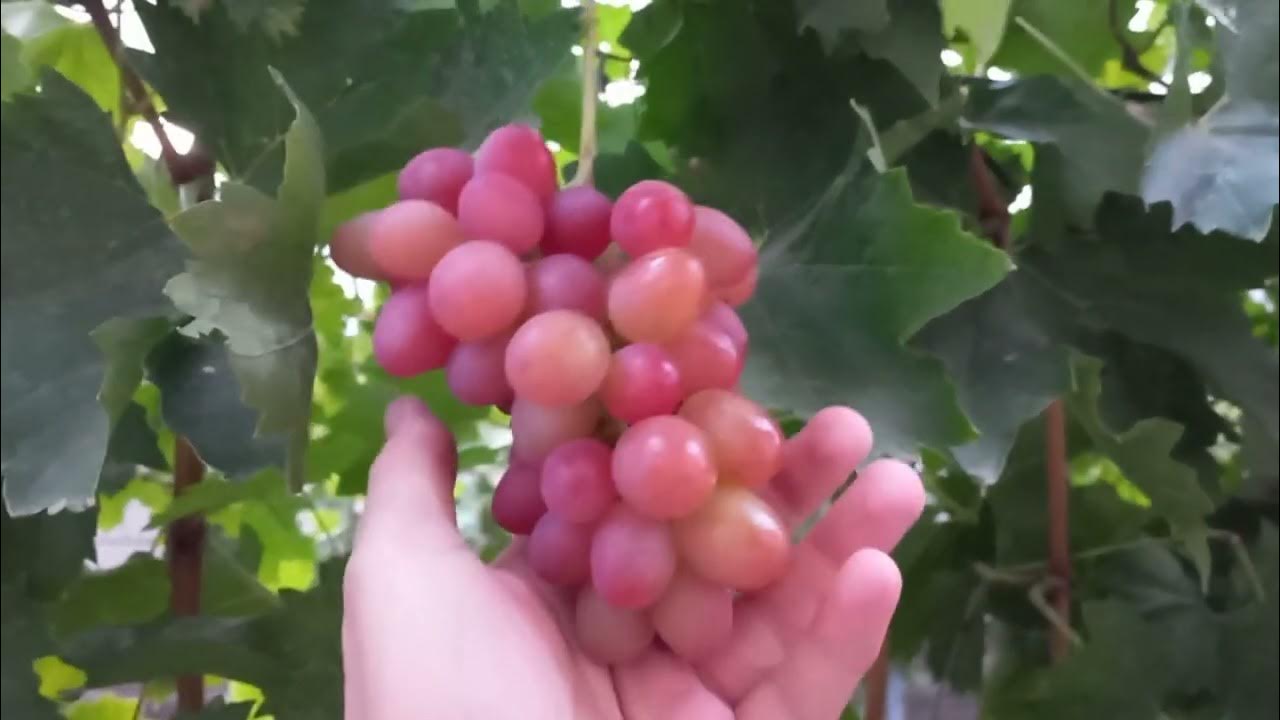 Виноград ливия. Виноград ливия видео. Виноград ливия видео. Виноград ливия видео. Виноград ливия видео.