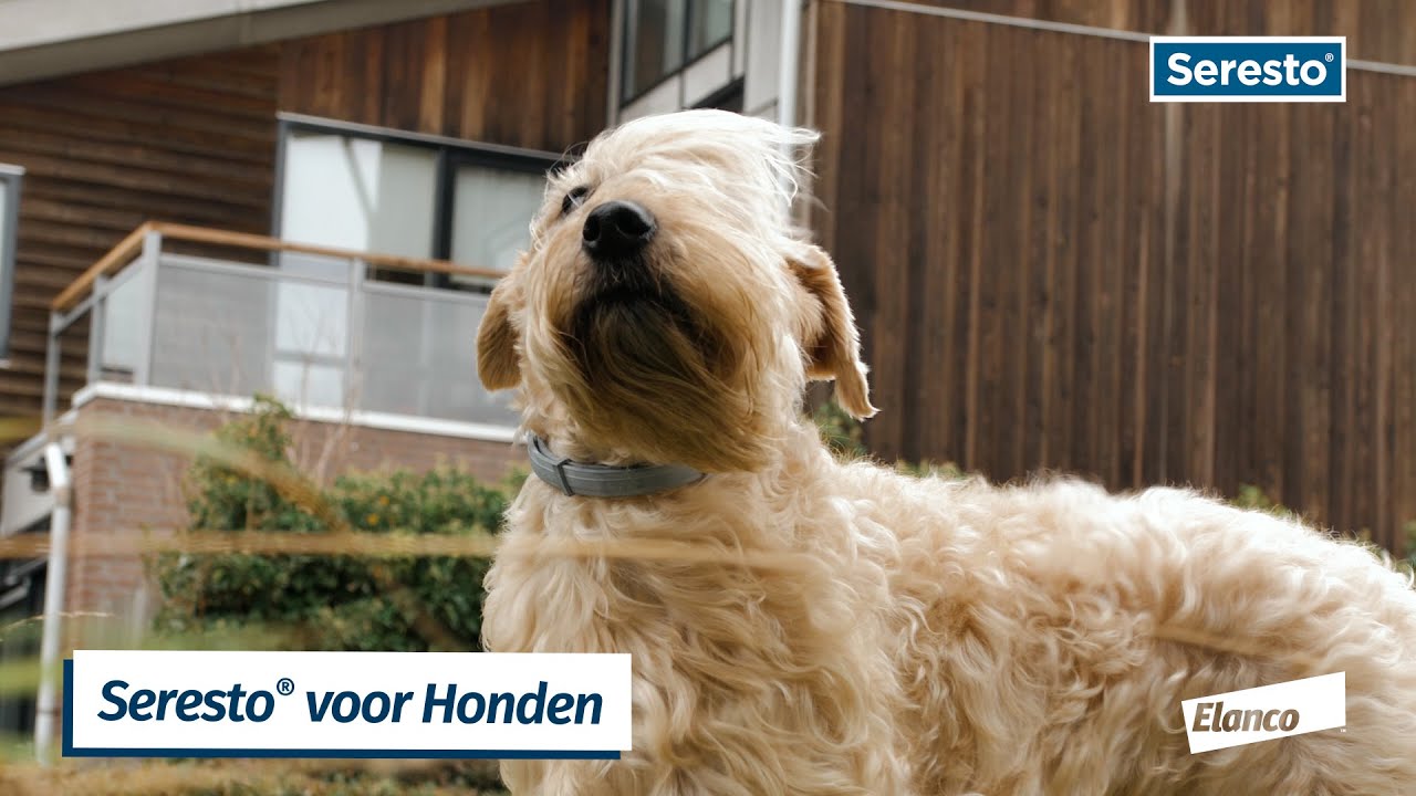 Seresto® voor honden