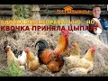 Как квочка-наседка приняла цыплят из инкубатора //"Мое Подворье"