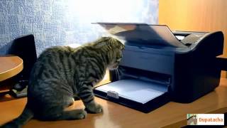 Лучшие Приколы с Кошками Январь 2014 Лучшие Приколы с Кошками Январь 2014