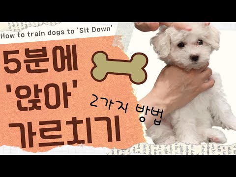 [English Sub] 아기 강아지 앉아 훈련방법 2가지 l 5분만에 쉽고 빠르게 앉아 가르치기 l How to train dogs to sit in 5 minutes #앉아훈련