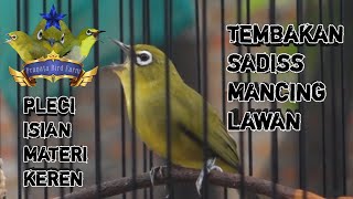 Download Mp3 PLECI GACOR !! MASTERAN PLECI NEMBAK FULL ISIAN BERKELAS PANCINGAN PLECI MATERI KOMPLIT Gudang lagu Download Mp3 PLECI GACOR !! MASTERAN PLECI NEMBAK FULL ISIAN BERKELAS PANCINGAN PLECI MATERI KOMPLIT