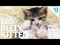 ポンポコおなかの子猫