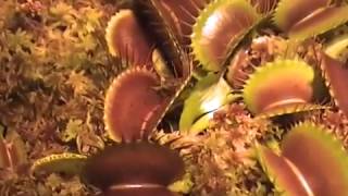 Venus Fly Trap Eating Cricket.wmv