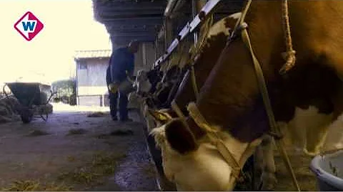 Oudste Molenviergang ter wereld nog zeker 10 jaar actief in Aarlanderveen