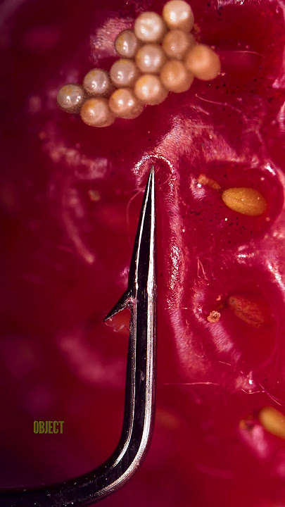 Kail Pancing dan Stroberi | Suara asli dibuat oleh @OddioStudio Ikuti artis Foley ini!