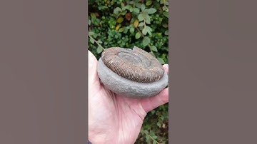 Jurassic Ammonite revealed from fossil nodule #shorts #fossils #ammonites #fossilhunting