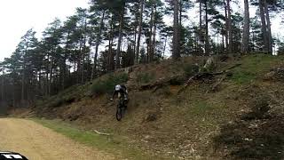 Bird Zero 29 at Swinley