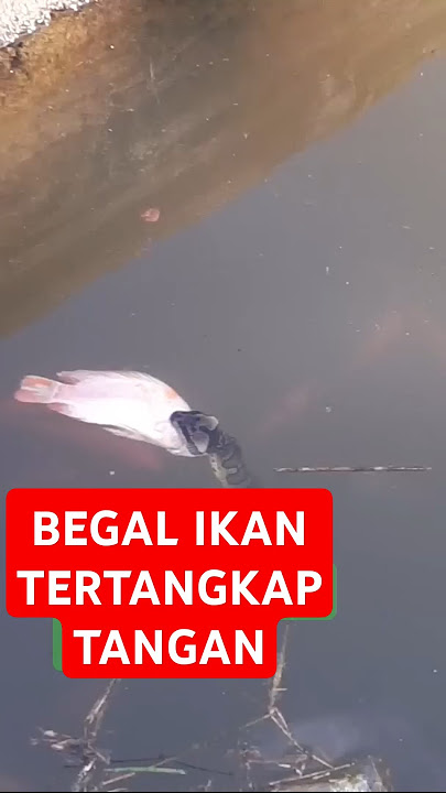 TERSANGKA ! PENCURI IKAN ! #trending #short #ikan #ikannila #malingketahuan