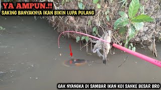 YA TUHAN.! SAKING BANYAKNYA IKAN BIKIN LUPA PULANG || TIBA² PANIK PANCINGKU DI SAMBAR IKAN KOI SANKE