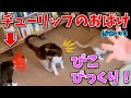 【DaiGo 猫】チューリップのお化け(みこ様)にぴこ様びっくり！【切り抜き】