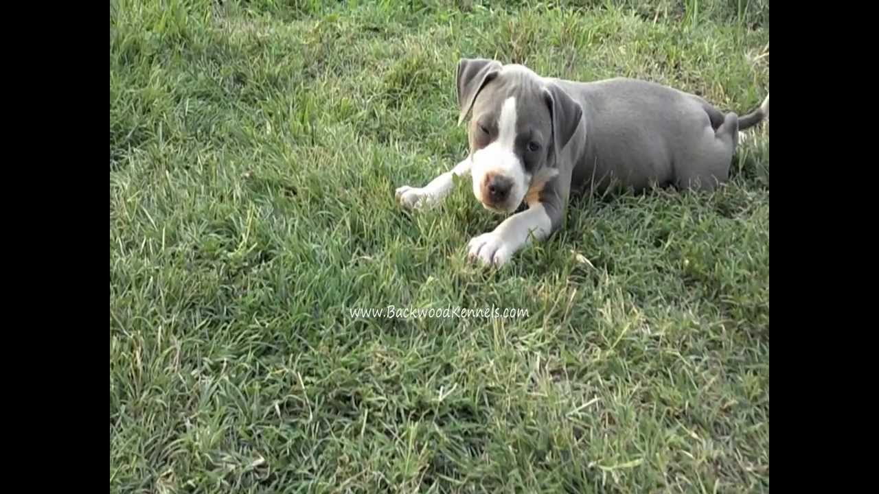 pitbull puppies playing