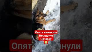 КАКИЕ ТО НЕЛЮДИ ВЫКИНУЛИ ОВЧАРКУ УМИРАТЬ НА МОРОЗЕ #боль