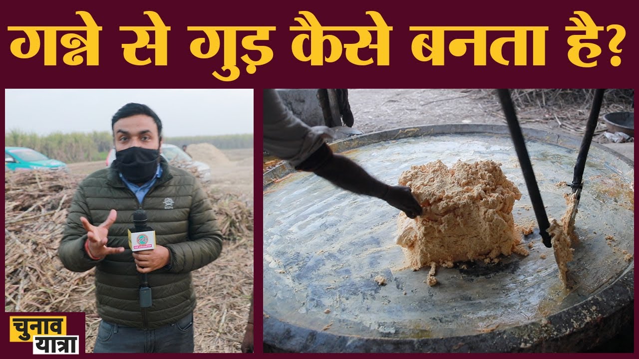 गुड़ बनाने में भिंडी के पेड़ का क्या काम, जानकारी हैरान करने वाली है? Jaggery Making Process