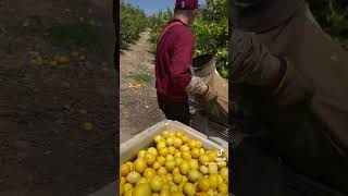 Asi se pisca el limón en usa🍋🍋🍋