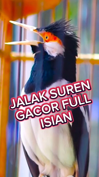 jalak suren gacor, #jalak suren gacor mompa, #jalak suren gacor isian mewah,#burung #birds