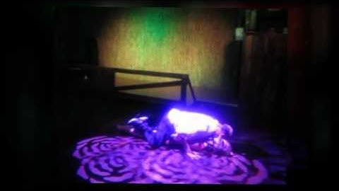 Luizinho Astral & Elena Zouk - Show en Italia