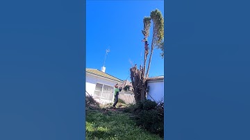 Pine tree removal timelapse #tree #skill #treeclimber #climber #treeremoval #treework #skills #work