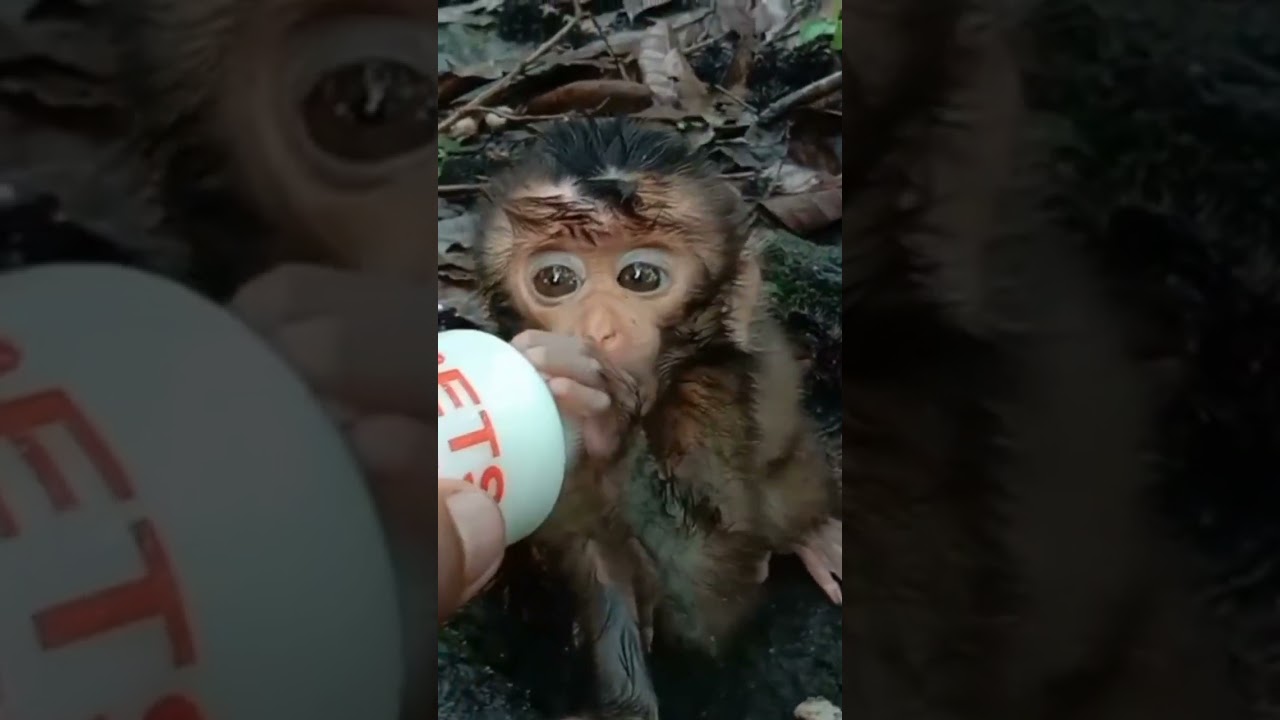 Baby monkey playing in the forest, he is very tired, is he sick