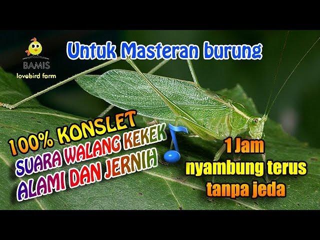 SUARA MASTERAN WALANG KEKEK ASLI TANPA JEDA DAN JERNIH 1 jam || BAMIS LOVEBIRD farm class=