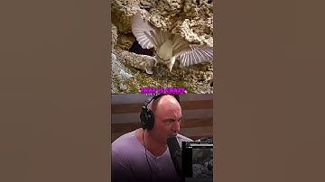 Joe Rogan’s Most Impressive Snake Feature