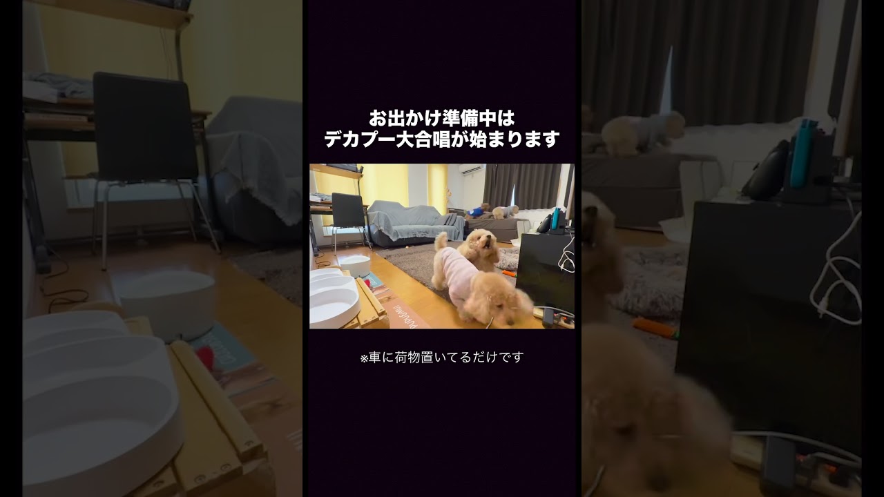 お出かけ準備中は大合唱が始まります【多頭飼い】 ♯shorts