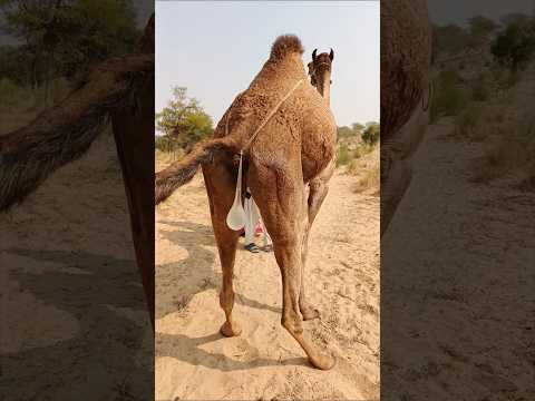 م شه د م ده ش ي ستخر ج الج م ل شيئ ا غريب ا من خ لف ه