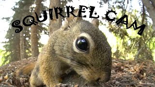 Squirrel Cam in the Forest