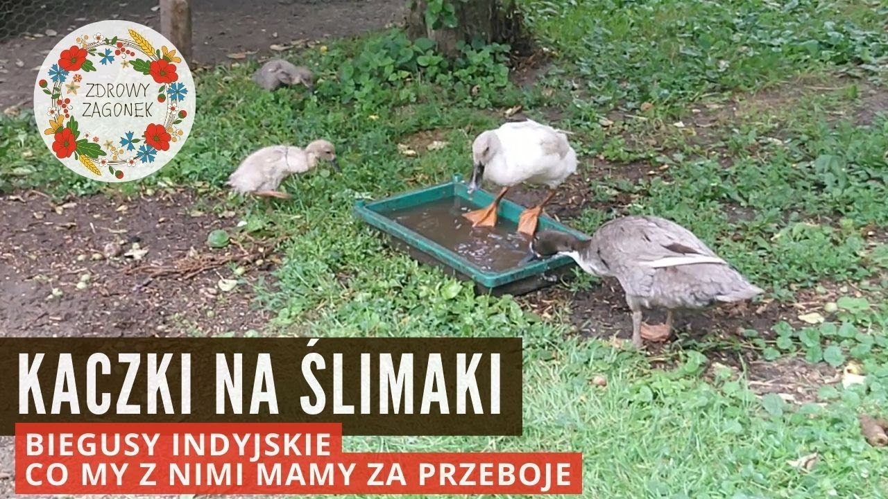 Kaczki na ślimaki czyli biegusy indyjskie w ogrodzie - co my z nimi mamy za przeboje 🤪 🦆 ❤️