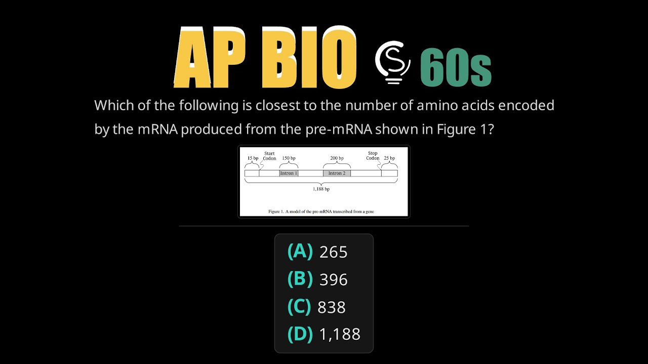 2023 AP Bio Question 60 - mRNA Processing and Protein Synthesis - YouTube