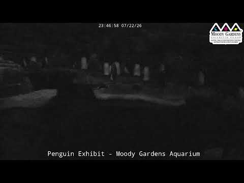 Moody Gardens Penguin Cam LIVE | Penguin Habitat Stream at the Aquarium in Galveston, Texas