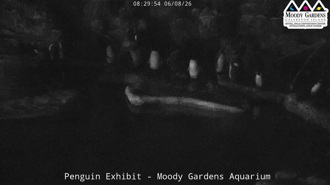 Moody Gardens Penguin Cam LIVE | Penguin Habitat Stream at the Aquarium in Galveston, Texas