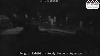 Moody Gardens Penguin Cam LIVE | Penguin Habitat Stream at the Aquarium in Galveston, Texas
