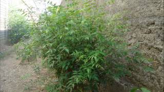 Neem planted by cuttings