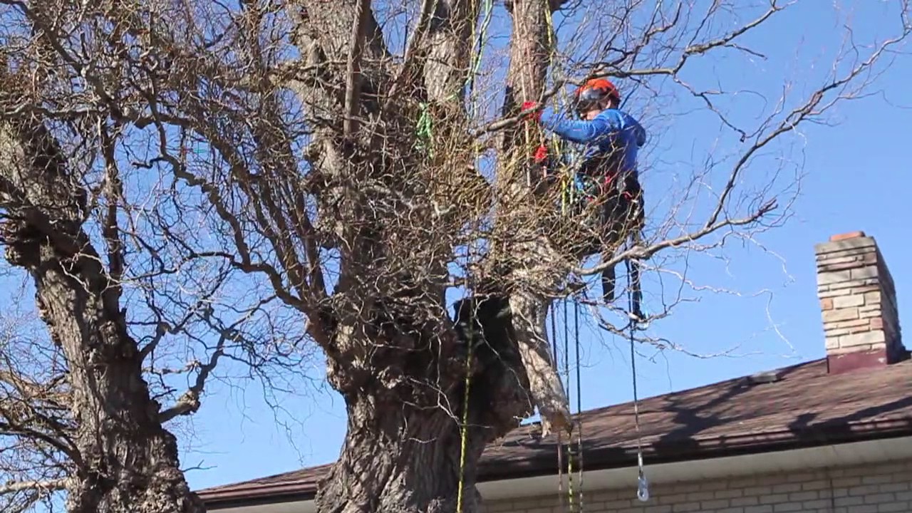 Rigging Demo | D&S Tree Care - YouTube