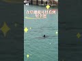 【好幸運】3海豚現身澎湖沙港！民眾驚喜搶拍一睹風采 #shorts