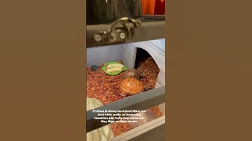 Splinter just wanted Water and Privacy #reptile #animals #shortsvideo