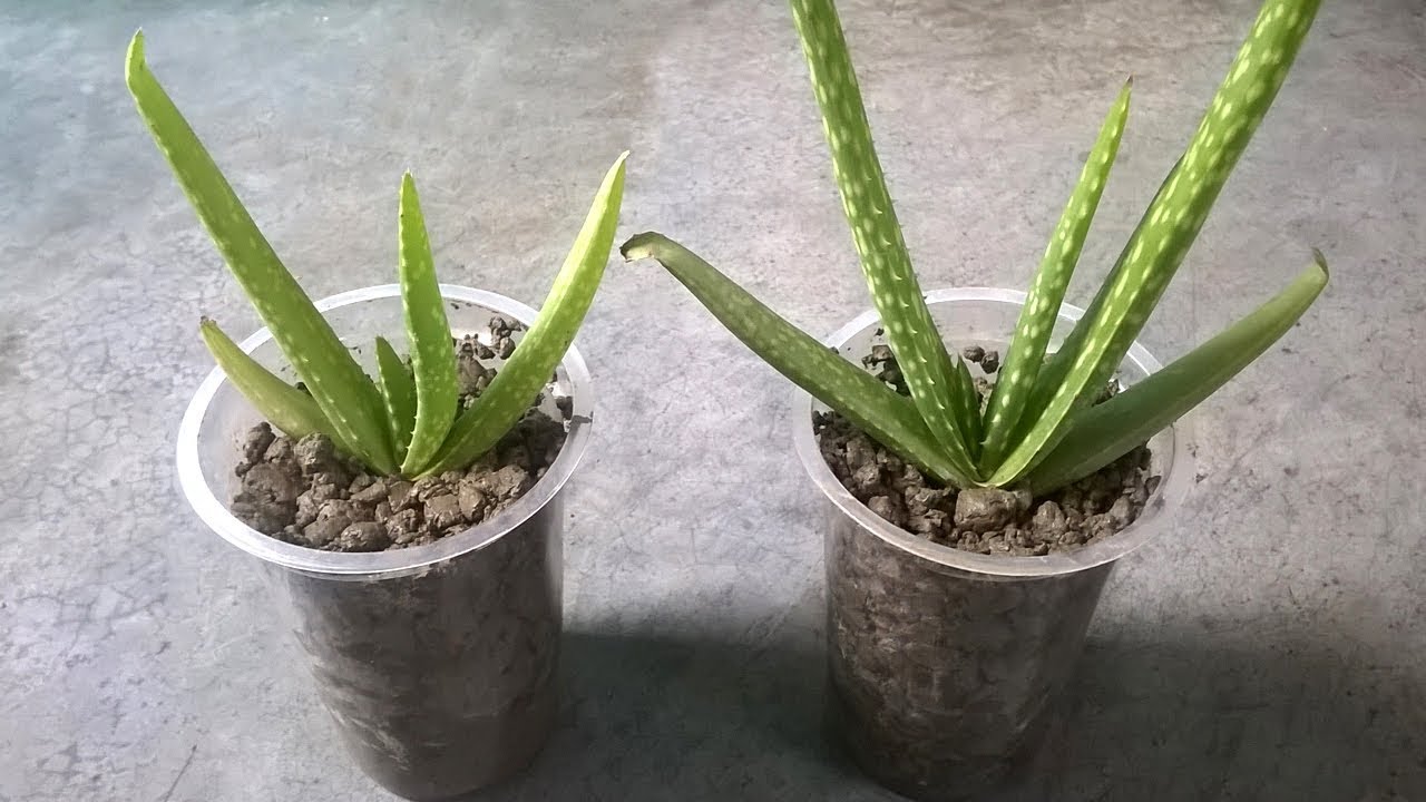 How To Plant And Grow Aloe Vera At Home Plant And Grow Youtube