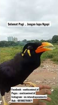 Ngopi Coy (Beo) #shorts